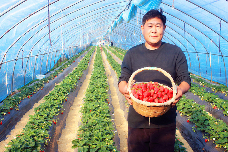 2025��ɽ�|��ݮ�a(ch��n)�I(y��)����A�M���_�����f���R�ϲ�ݮ�@��ժ�ý�