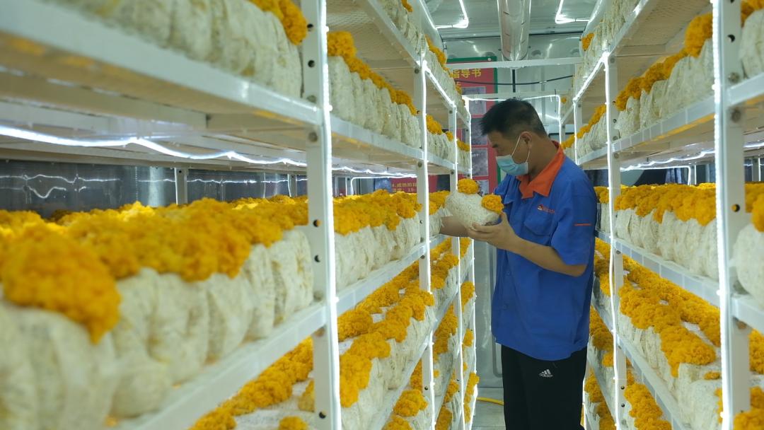 ɽ�|���f�����S�𡱮a(ch��n)�I(y��)����ġ������������Ƽ���(w��n)�a(ch��n)��